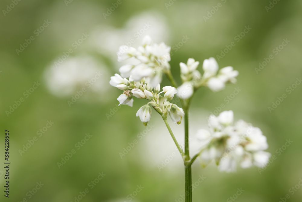 そばの花 そばの花