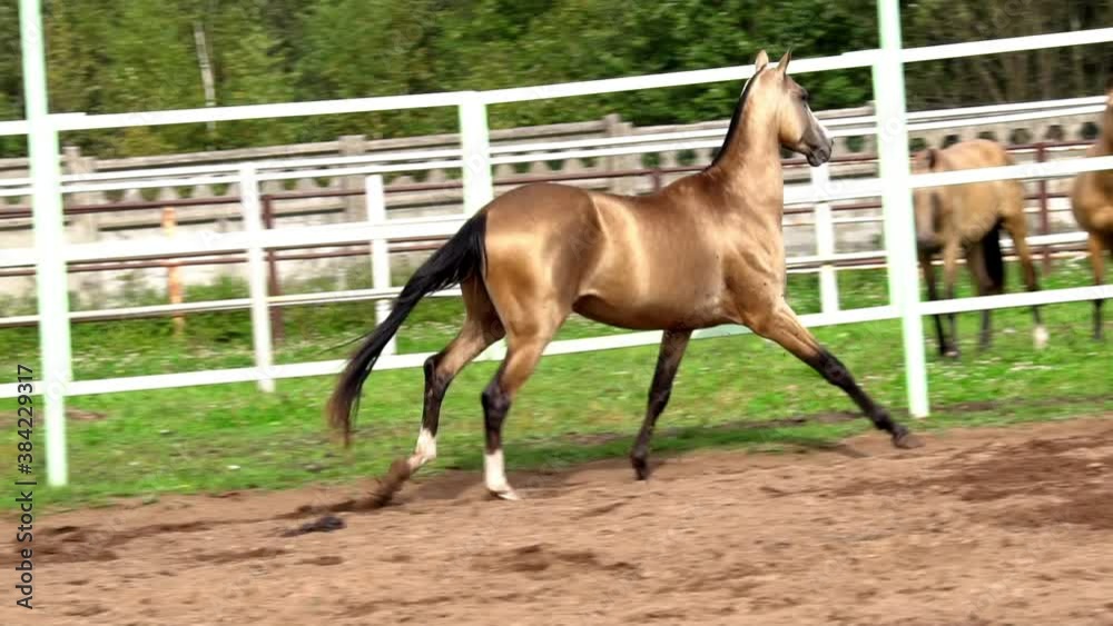 Beautiful horse showing movements in slow-motion Beautiful horse showing movements in slow-motion