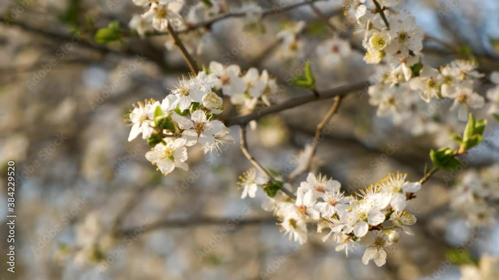Close up of fresh white blooming flowers on a tree branches in early spring.
Close up of fresh white blooming flowers on a tree branches in early spring.