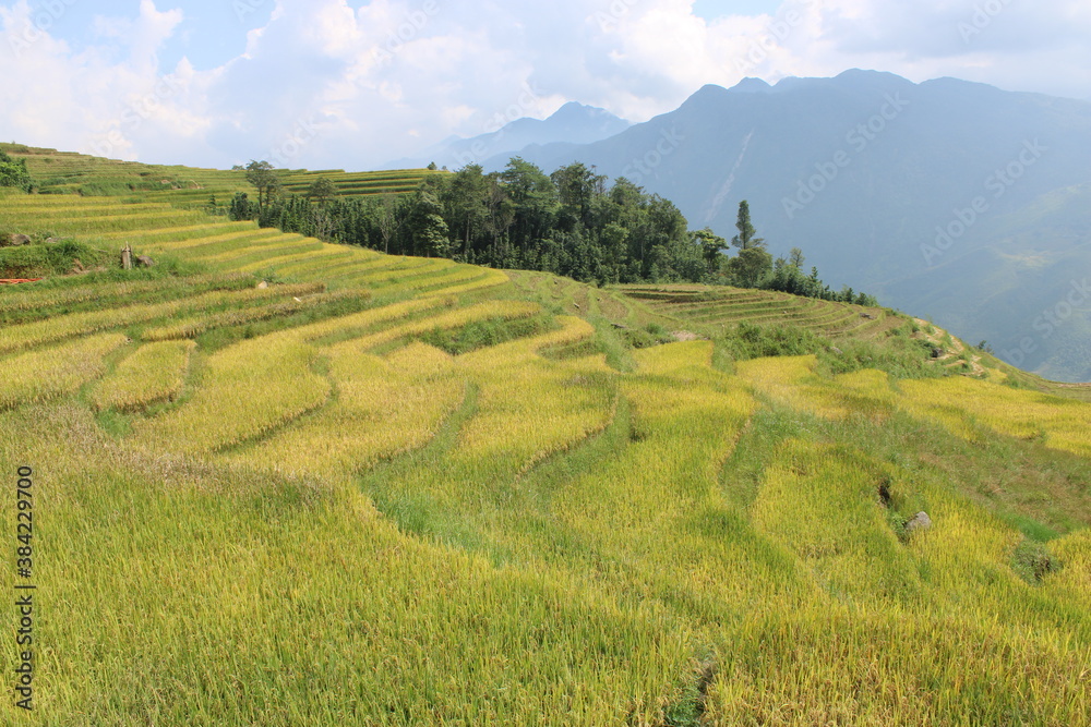 Rice Terraces close to the city of Sa Pa in Northern Vietnam