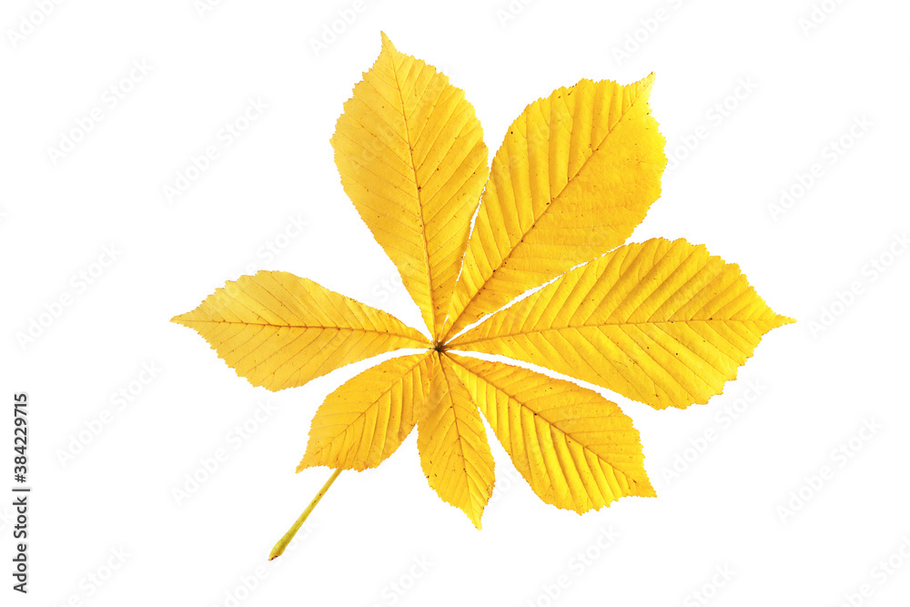 Closeup yellow leaves of buckeye or horse chestnut isolated at whitte background. Textured foliage herbarium pattern. Closeup yellow leaves of buckeye or horse chestnut isolated at whitte background. Textured foliage herbarium pattern.