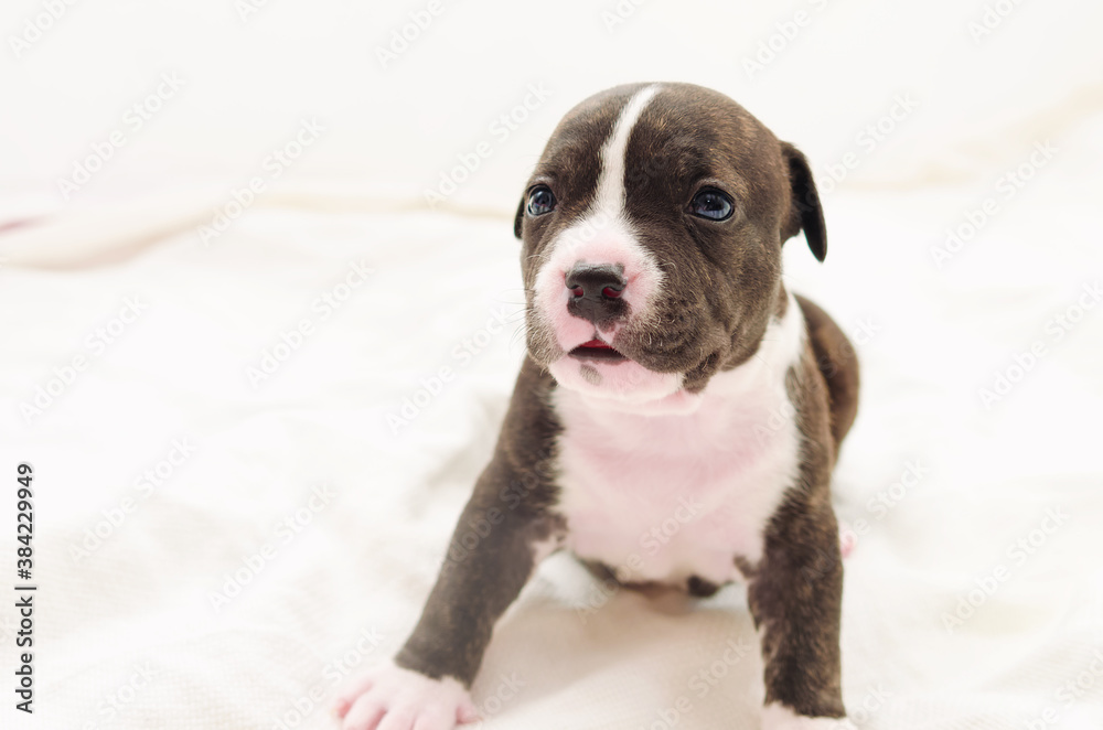 Staffordshire terrier one-month puppy dog. Sleepy young puppy dog sitting on white blanket. Puppy dog looking at camera with puppy dog eyes. One month puppy dog.