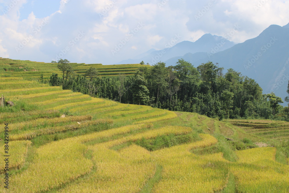 Rice Terraces close to the city of Sa Pa in Northern Vietnam
