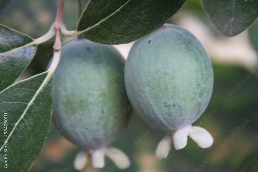 green fruit green fruit