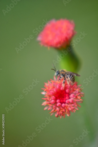 bee on a flower