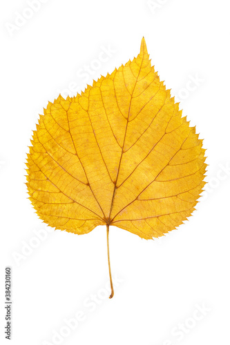 Foto Closeup yellow leaf of poplar or cottonwood tree isolated at white background