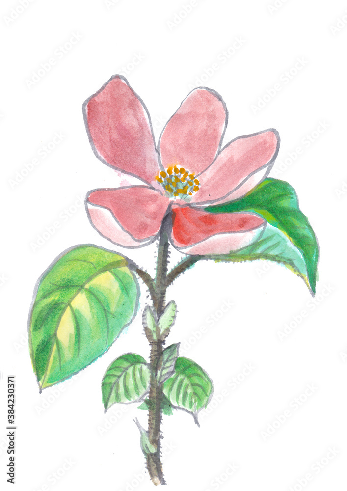 Fototapeta premium Apple Tree Flower Blossom, Watercolor Illustration, jpg