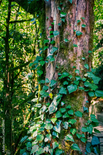 Climbing plant on a tree trunk