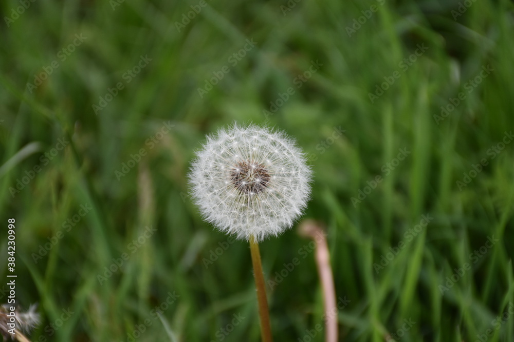 dandelion dandelion