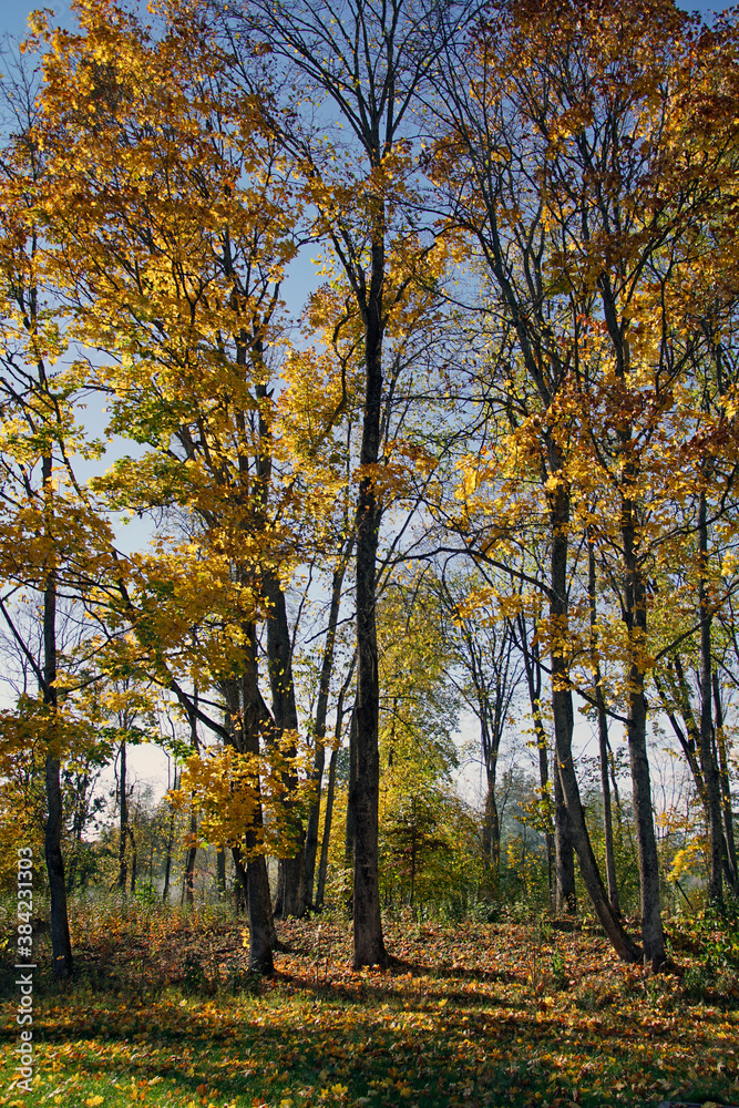 Autumn landscape. Old park in the rays of the sun in October. Gold autumn.