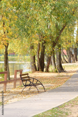 Walking pedestrian asphalt path running along tall trees with yellow, green leaves, and wooden bench with metal frame in park overlooking lake on sunny autumn day. Autumn city landscape. Rest in park