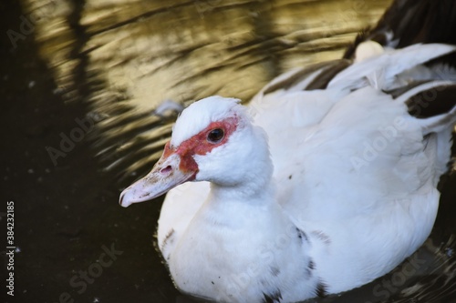 white duck with red head in the water  