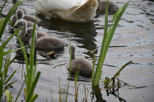 young swan in the water