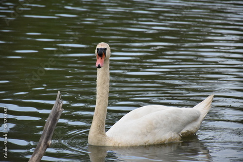 the swan is looking forward