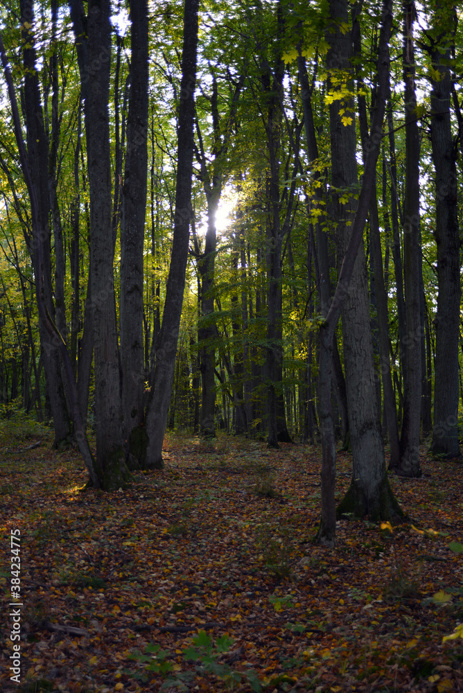 Obraz premium Russia, Kaliningrad region, evening autumn forest. The Oct 2020.