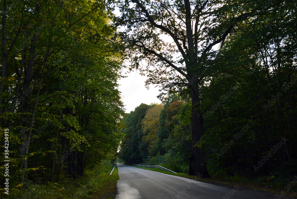Obraz premium Russia, Kaliningrad region, evening autumn forest. The Oct 2020.