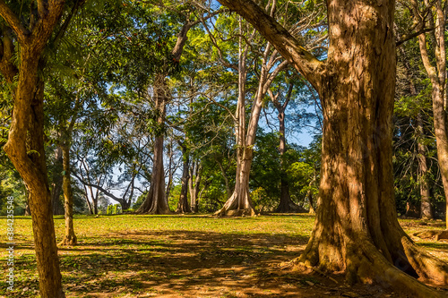 A view across a peaceful grove in the Botanical gardens at Peradeniya, Kandy, Sri Lanka, Asia