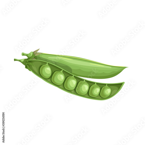 Cartoon green pea open pod with seeds. Single vegetable. Fresh farm product. Eco nutrition. Vector illustration isolated on white background.