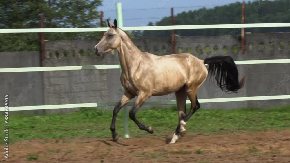 Horse galloping fast in paddock, slow-motion in summer Horse galloping fast in paddock, slow-motion in summer
