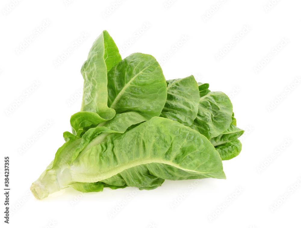 butter head lettuce isolated on white background butter head lettuce isolated on white background