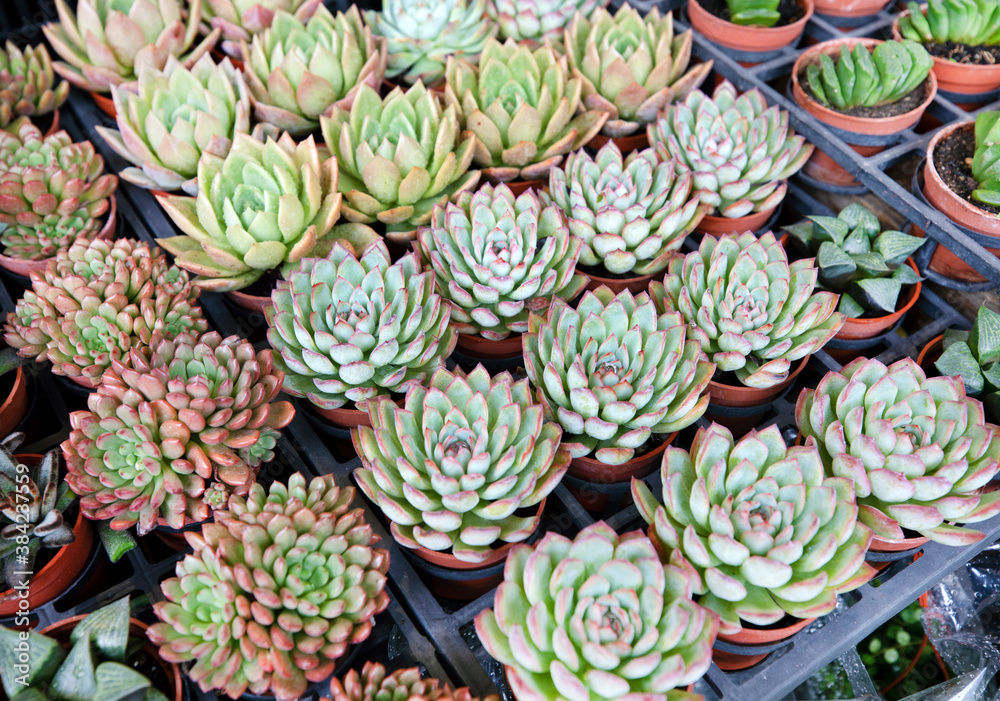 potted succulents potted succulents