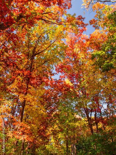 Autumn scenes under sunny day  © Yan