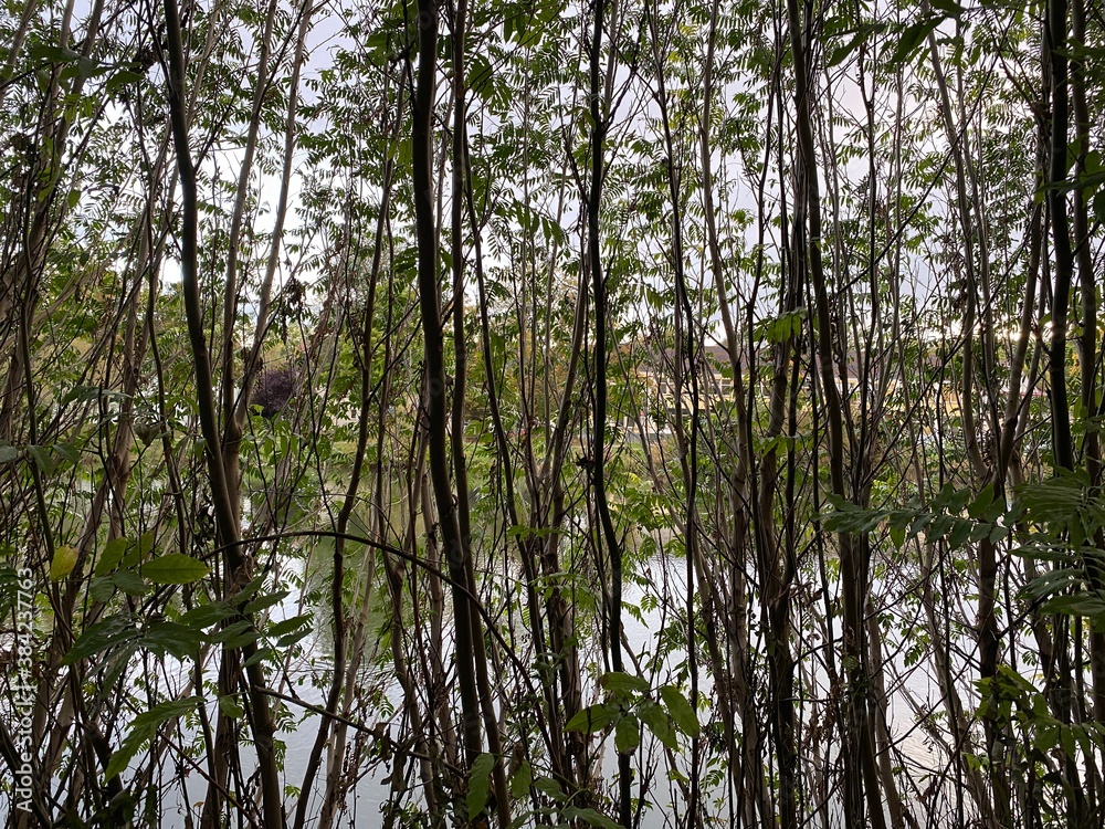 Fototapeta premium Gradlinig nach oben wachsende Äste, wenig Blätter, Dursicht zum anderen Ufer, dazwischen Fluss, Himmel