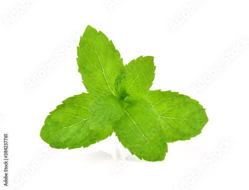 fresh green mint leaves isolated on white background