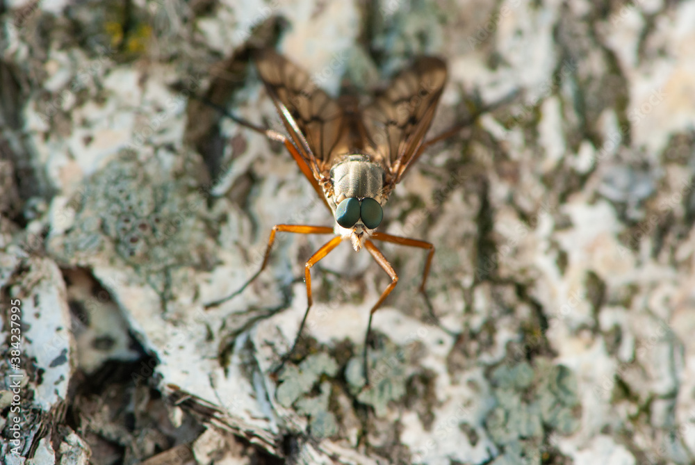 Close-up mosquito with big funny green eyes sitting on a bark of birch tree Close-up mosquito with big funny green eyes sitting on a bark of birch tree