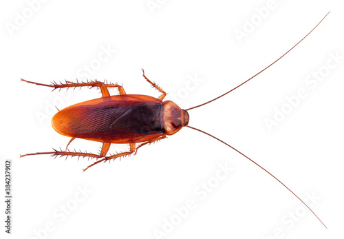 dead cockroach isolated on white background