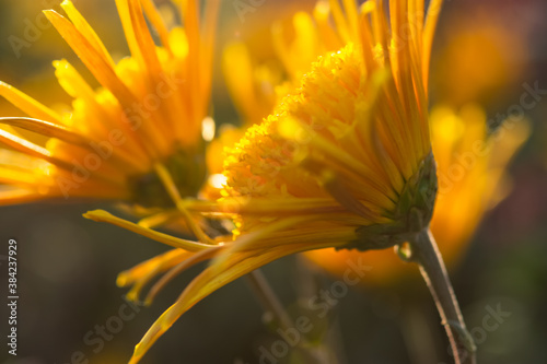 Orange chrysanthemums close-up in the garden. Beautiful autumn flower background. Soft focus and lighting. Blurred background with space for text.