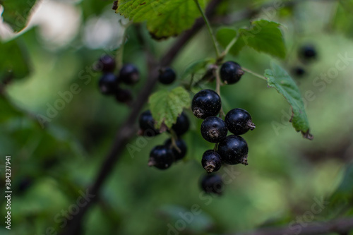 Bunch of black currants grows on branch among green carved leaves on bush in the garden. Summer berry. Close-up