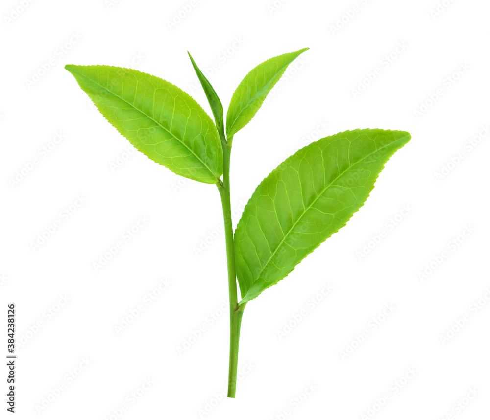 green tea leaves isolated on white background green tea leaves isolated on white background