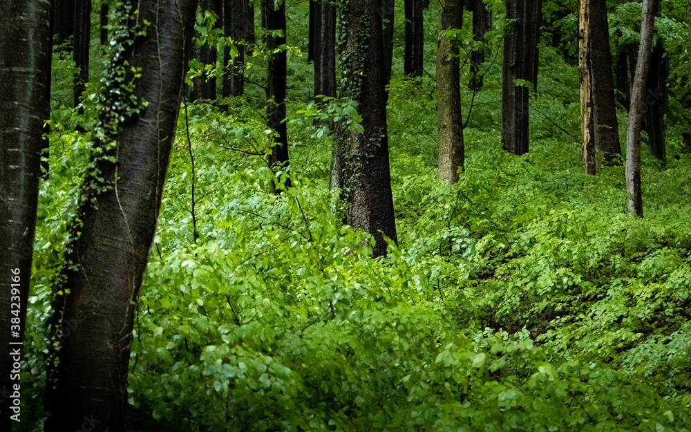 Obraz premium Waldblick