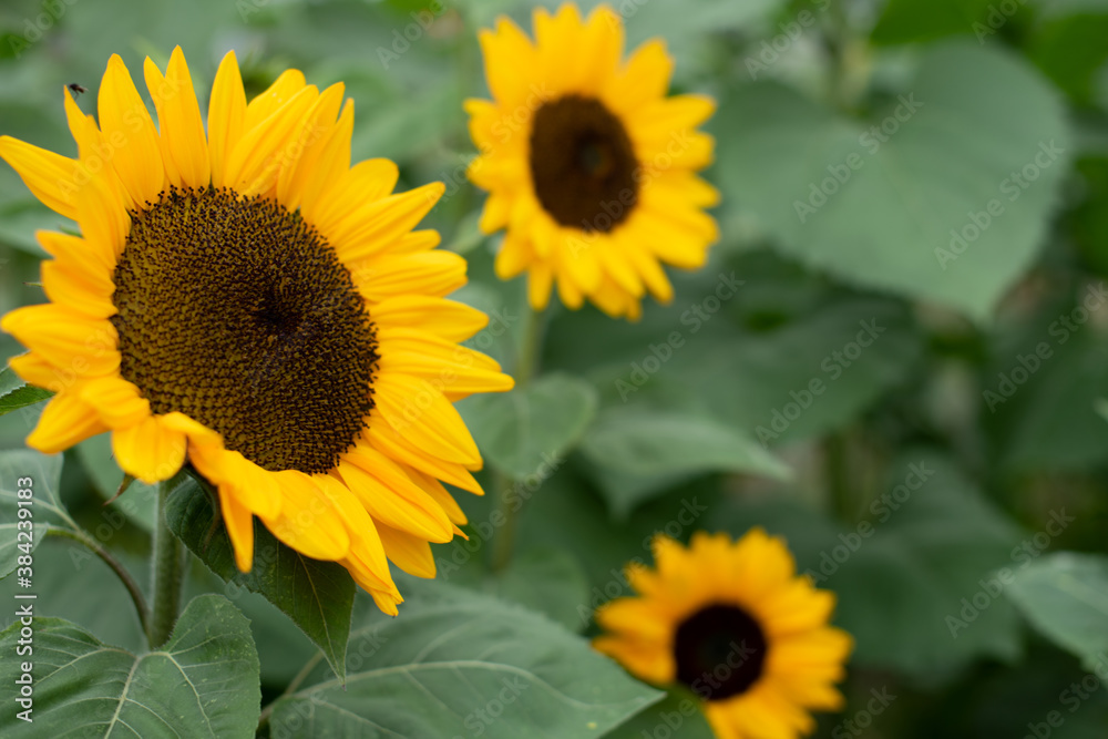 Sonnenblumen Hintergrund Close-up