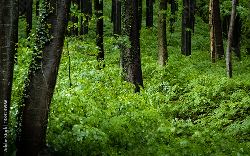 Waldblick