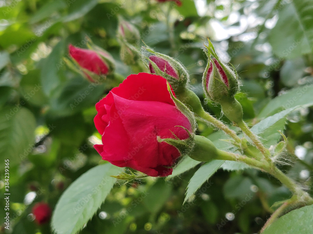 Rose red Rose red