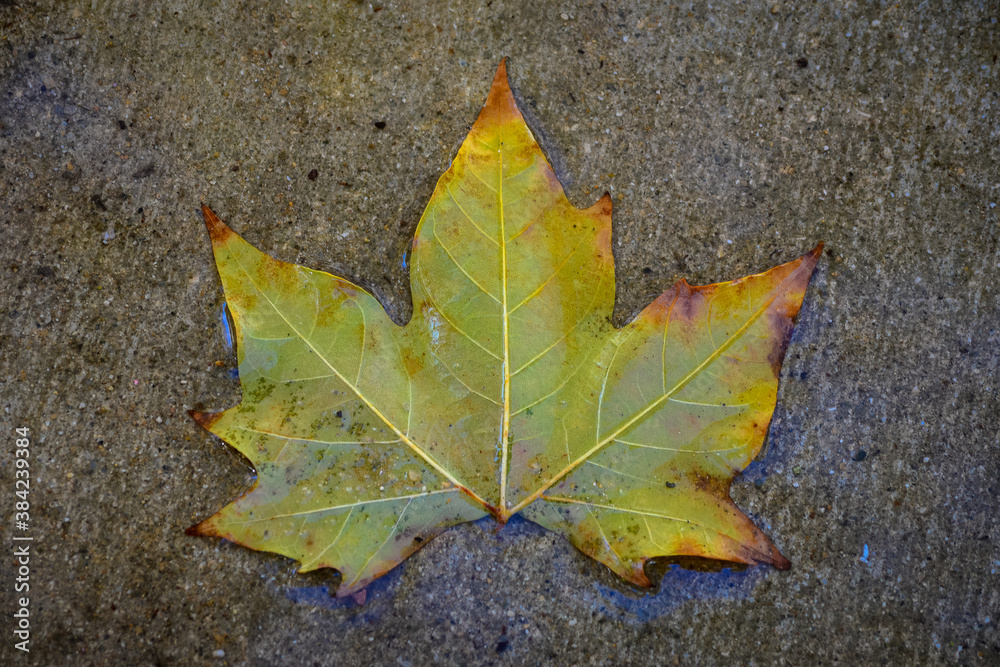Green leaf on wet ground - Autumn Green leaf on wet ground - Autumn