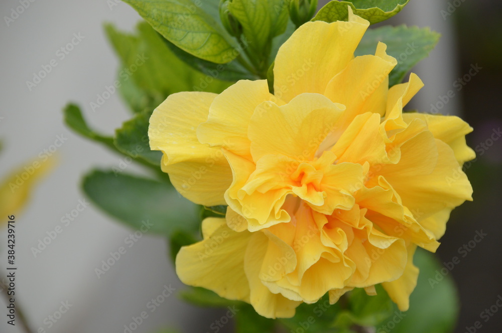 yellow flower yellow flower