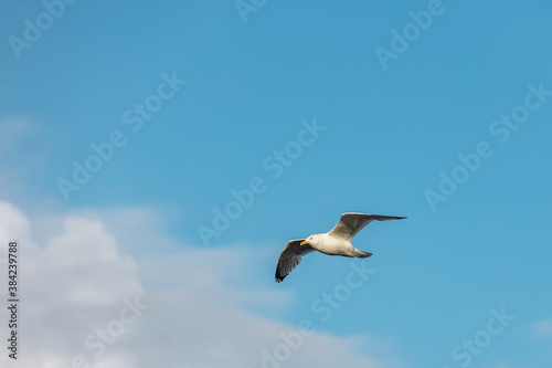 A seagull flying against a blue sky in summer .