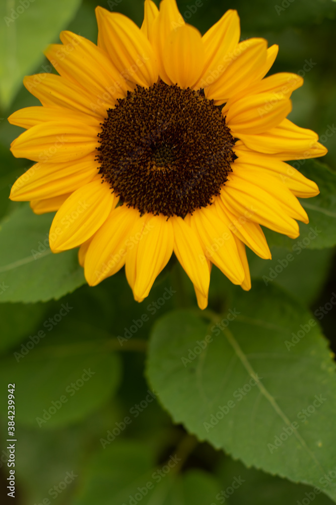 Sonnenblumen Hintergrund Close-up Sonnenblumen Hintergrund Close-up