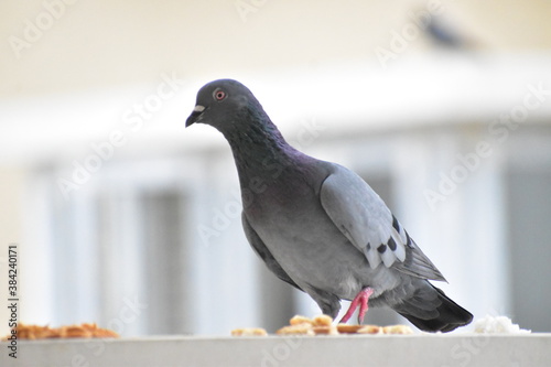 pigeon sitting on a branch