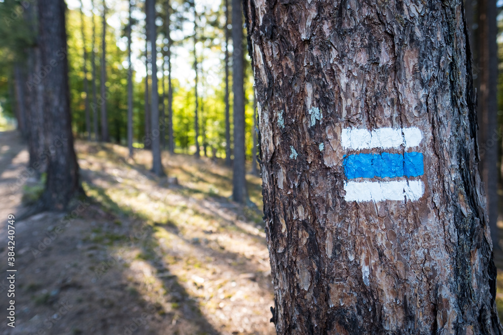 blue tourist mark in the forest, czech republic blue tourist mark in the forest, czech republic