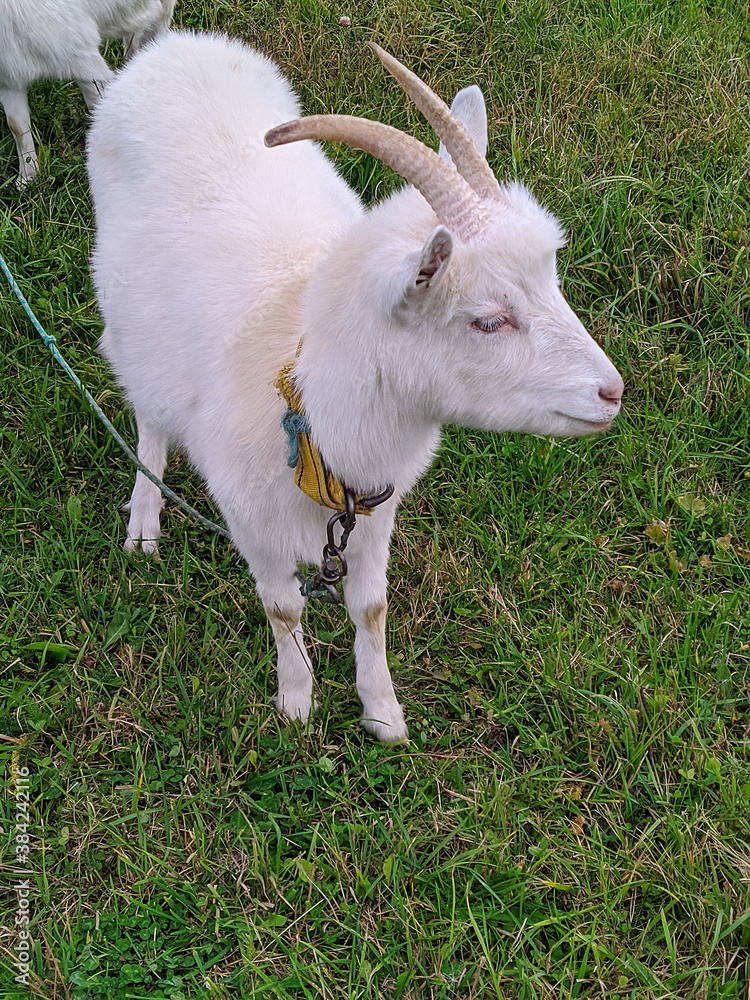 Fototapeta premium white goat on a background of green grass