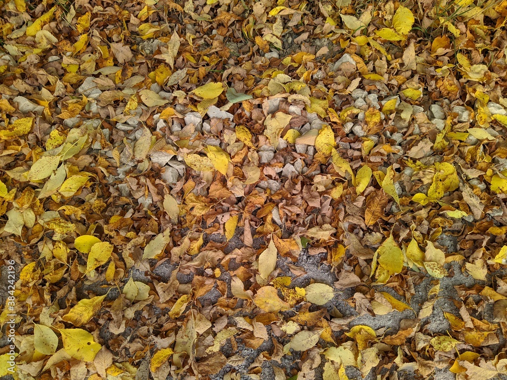 colorful background of fallen autumn leaves photo