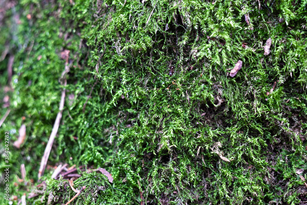 Green moss on a tree close-up