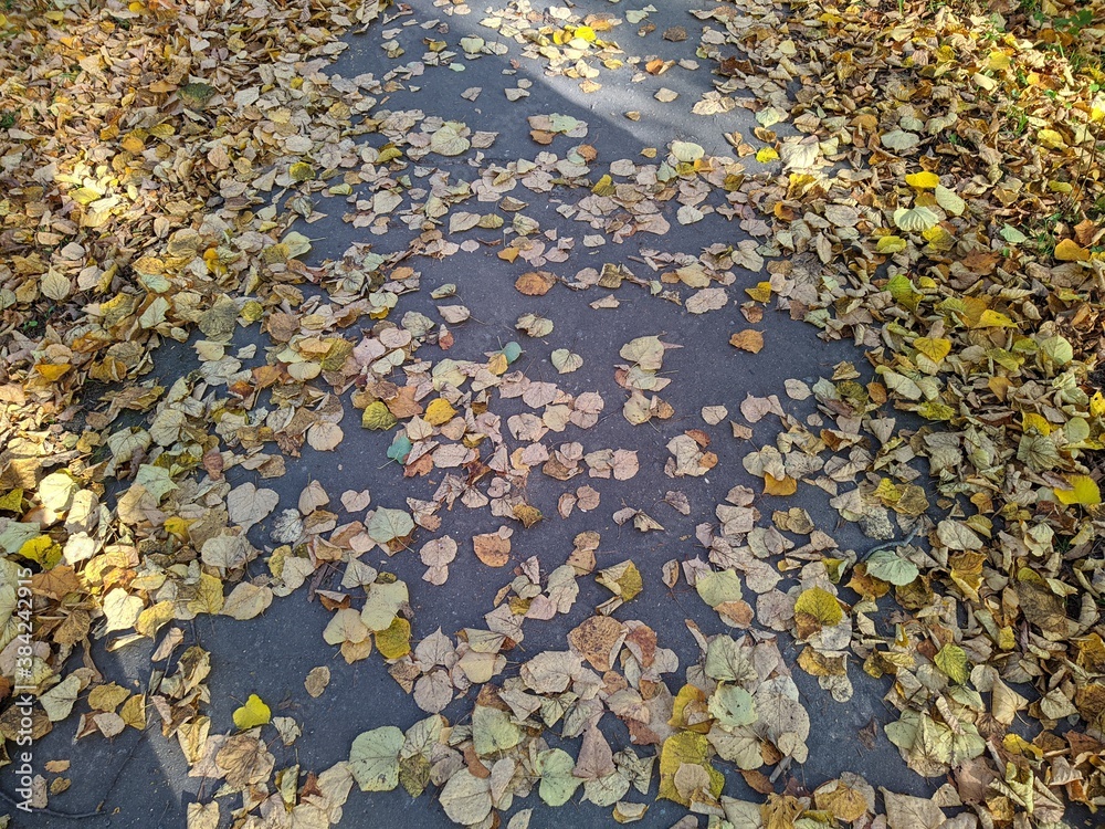 path in the park strewn with colored autumn leaves