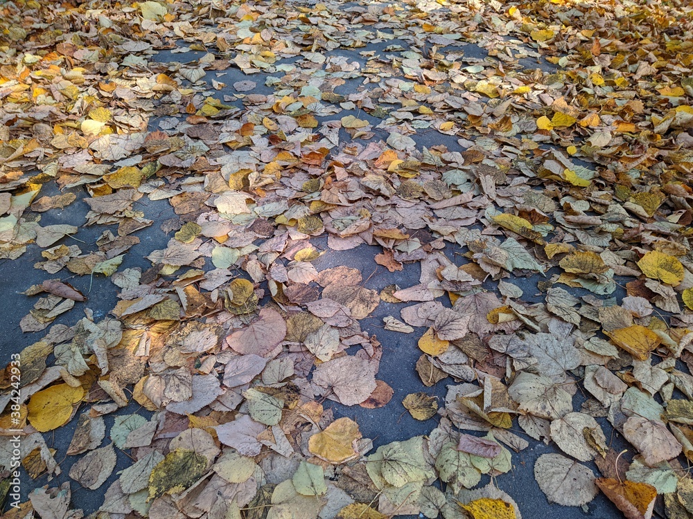 path in the park strewn with colored autumn leaves