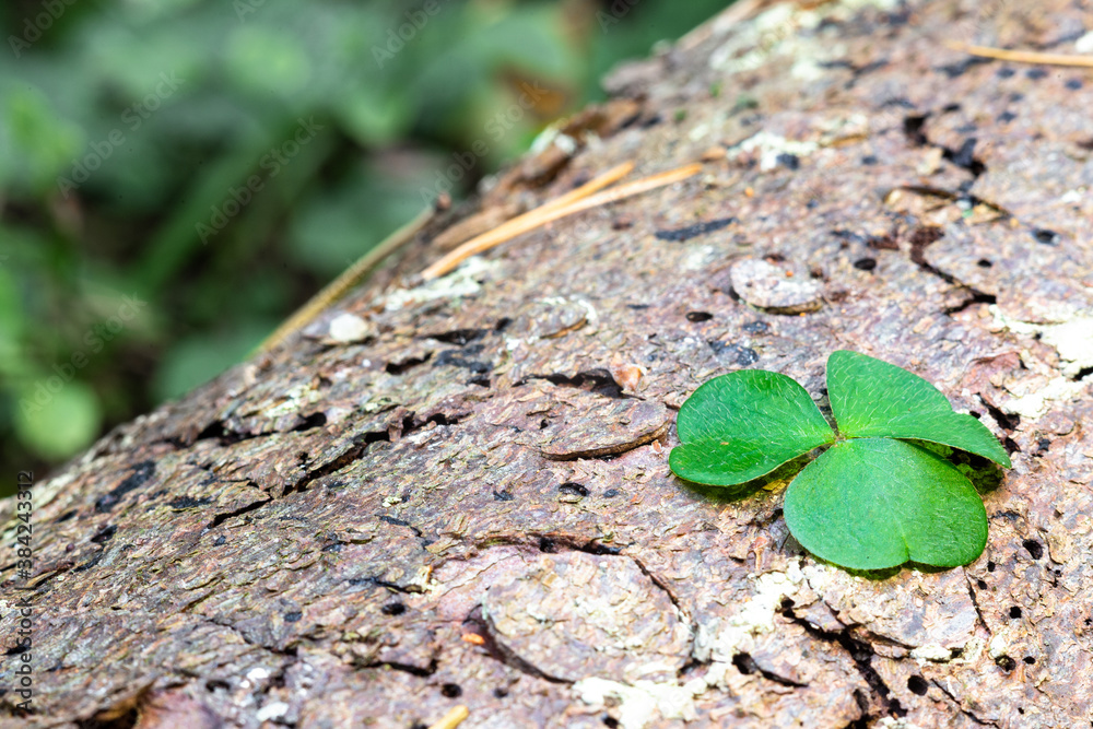 Clover leaf lying on a tree. Shamrock. Clover leaf lying on a tree. Shamrock.