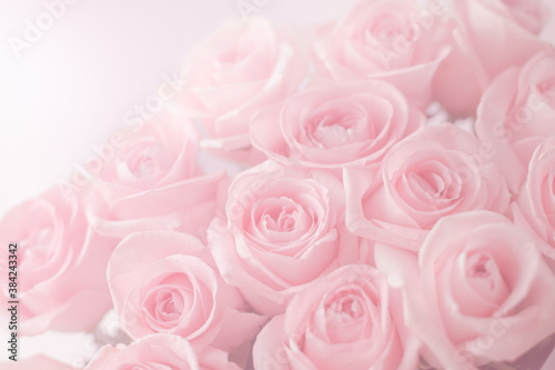 delicate roses of pale pink color. A bouquet of beautiful flowers for congratulations. Template for text.
